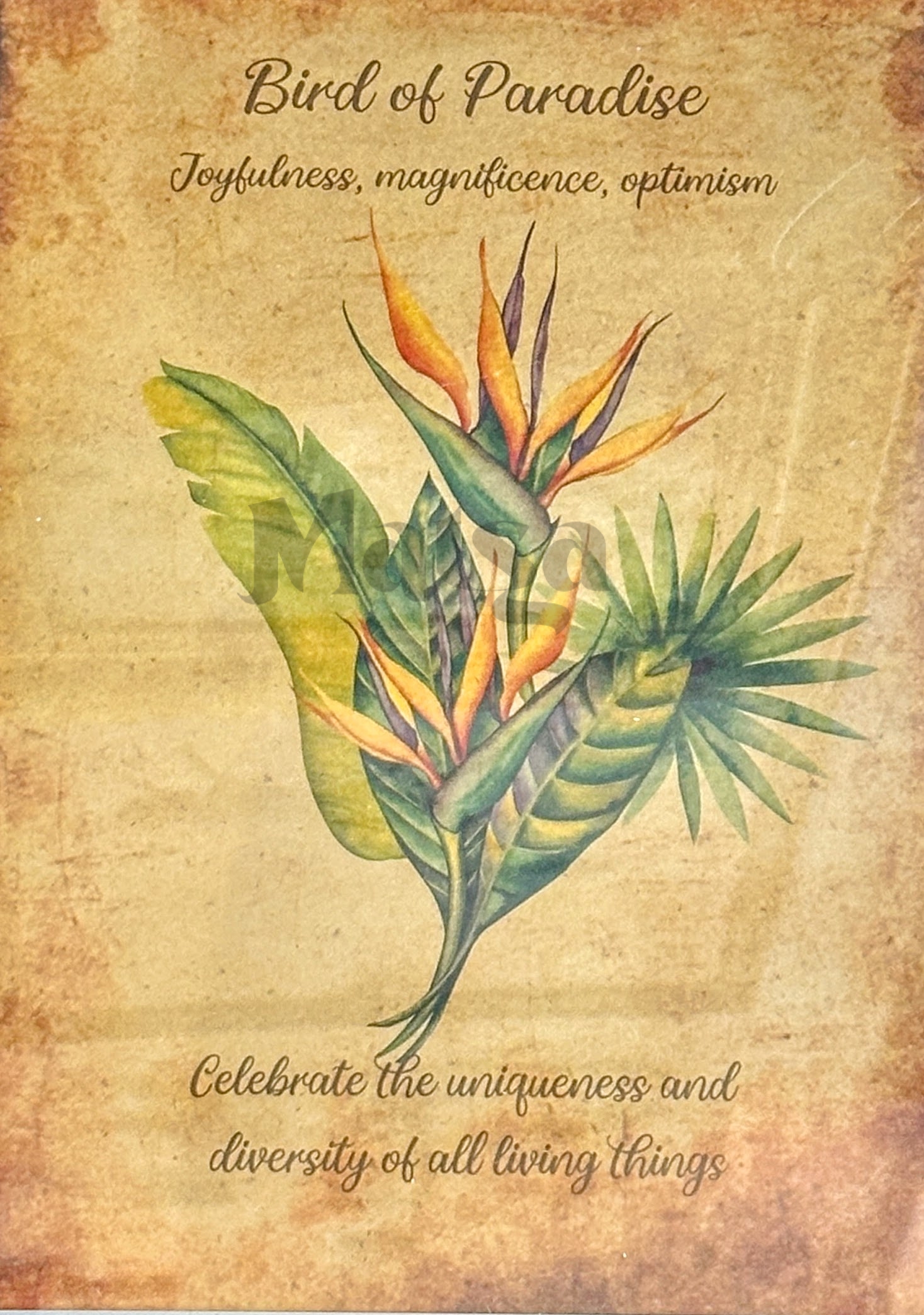 🖼️Bird of Paradise