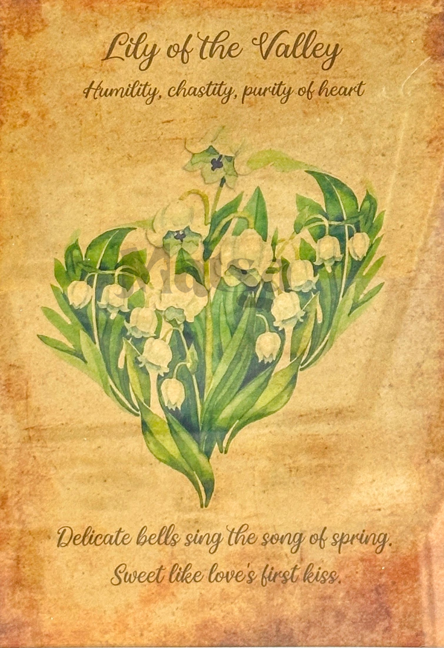 🖼️Lily of the Valley