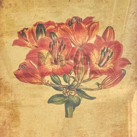 🖼️Tiger Lily