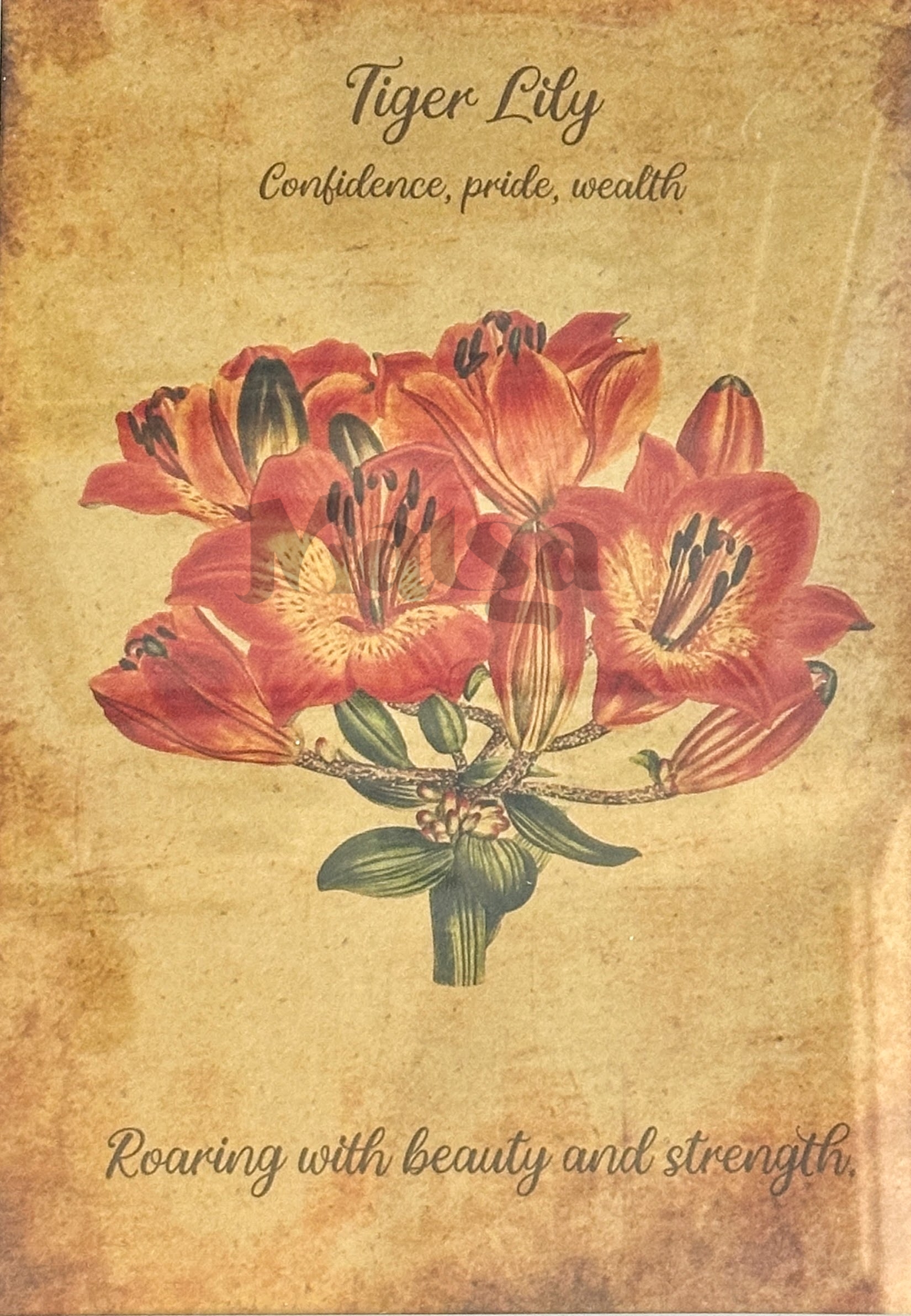 🖼️Tiger Lily